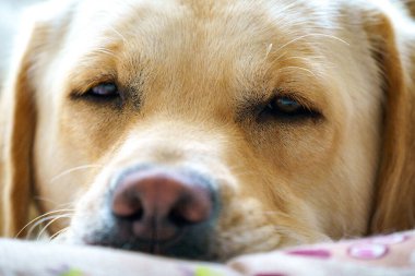 Labrador av köpeği yatağında dinleniyor.