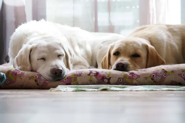 Labrador av köpeği yatağında dinleniyor.