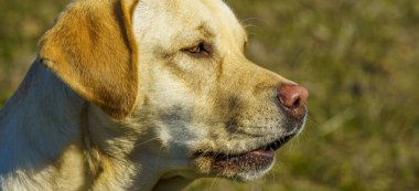 Sarı Labrador av köpeği kafası, güneşli bir bahar gününde koca kulaklı.