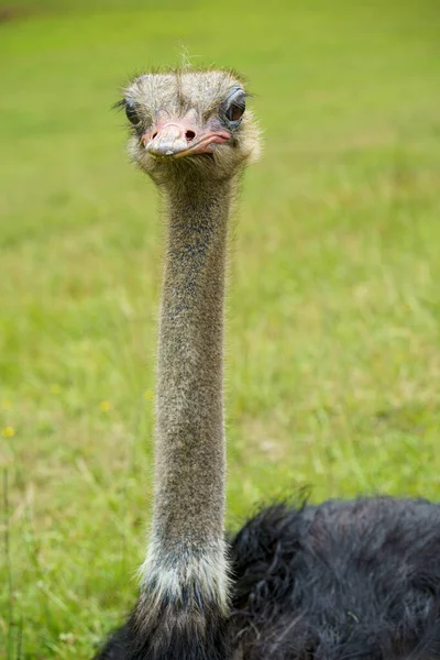 Detailed Photography Ostrich Head Green Defocused Background Bok — Stock Photo, Image
