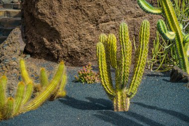 Büyük dikenli yeşil ve sarı renkli bir kaktüsün fotoğrafı.