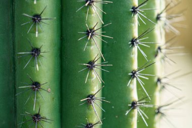 Büyük dikenli yeşil ve sarı renkli bir kaktüsün fotoğrafı.
