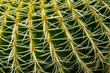 Büyük dikenli yeşil ve sarı renkli bir kaktüsün fotoğrafı.