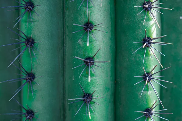 Fotografi Kaktus Berwarna Hijau Dan Kuning Dengan Paku Besar — Stok Foto