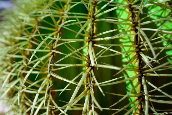 Green Yellow Colored Cactus Large Spikes — Stock Photo, Image
