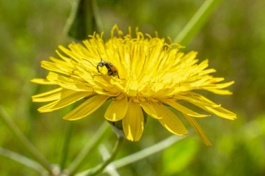 Güneşli bir bahar gününde fotokopi çekilen sarı çiçek ve yaprağın makro fotoğrafları.