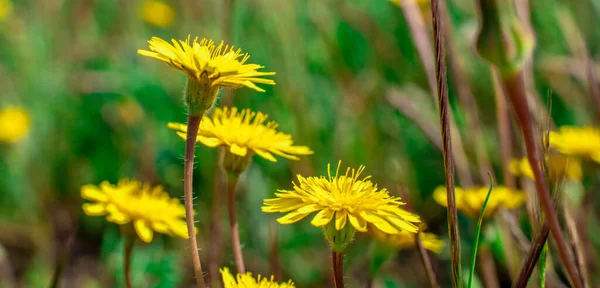 Makro Fotografering Gul Blomma Och Kronblad Solig Vårdag Med Kopia — Stockfoto