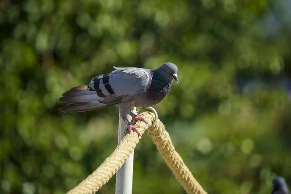 Duif Neergestreken Een Plantenachtergrond Tijdens Een Zonnige Dag — Stockfoto