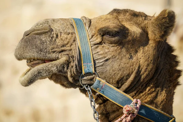 Camel Head Straps Close — Stock Photo, Image