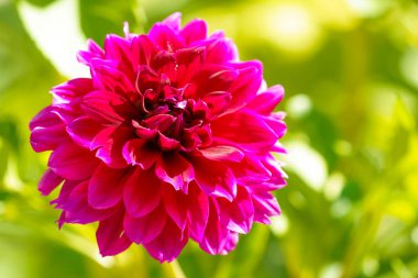 Pembe yapraklı çiçek ve doğal yeşil kremalı bulanık