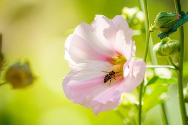 Arı güneşli bir günde pembe ve beyaz yapraklı bir çiçeğin polenini emiyor.