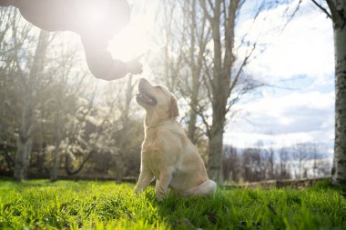Labrador Retriever sahibi ona güneşli bir yaz gününde nasıl oturup komutlar alacağını öğretiyor.