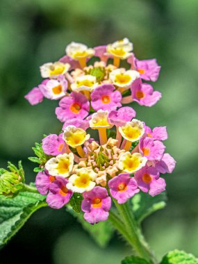 Güneşli bir günde arka planı bulanık renkli çiçekler, boşluğu kopyala