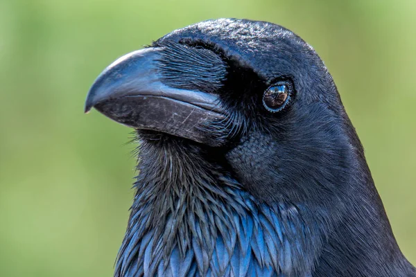 Cuervo Negro Brillante Con Fondo Verde Fuera Foco — Foto de Stock