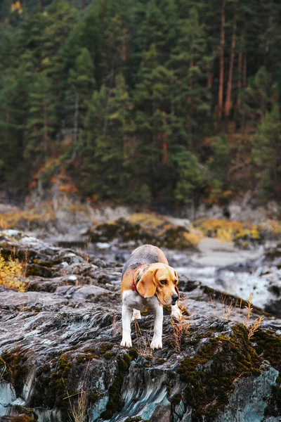 Perro Beagle Viaja Pasea Por Las Montañas Con Hermosas Vistas — Foto de Stock