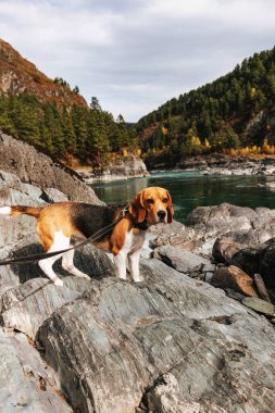 The beagle dog travels and walks in the mountains with beautiful views of nature and rocks in Altai in autumn