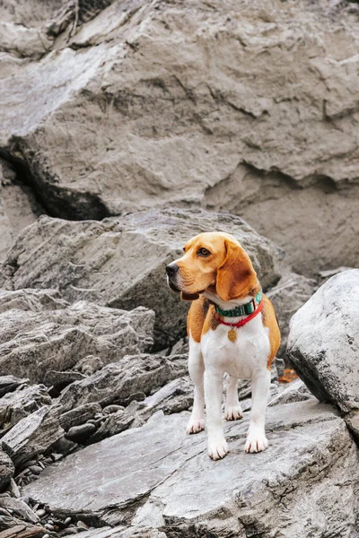 Beagle Dog Travels Walks Mountains Beautiful Views Nature Rocks Altai — Foto de Stock