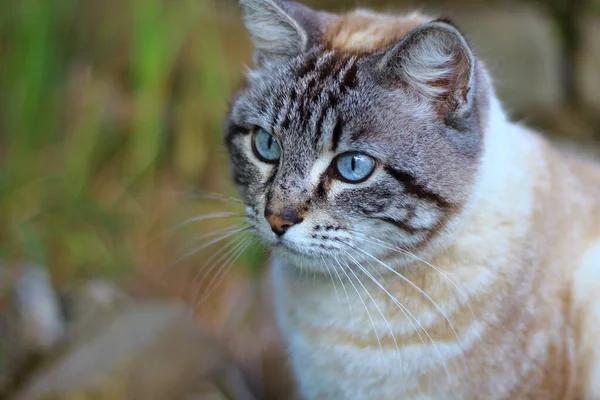 Katze Mit Blauen Augen Sitzt Auf Einer Wiese Und Starrt — Stockfoto