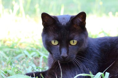 Black cat with yellow eyes playing in the green grass and checking for prey