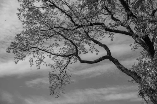 Cielo Otoñal Parque Kharkiv — Foto de Stock