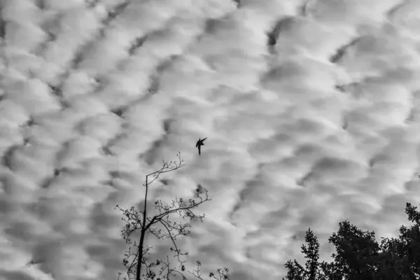 Kharkiv parkında sonbahar gökyüzü