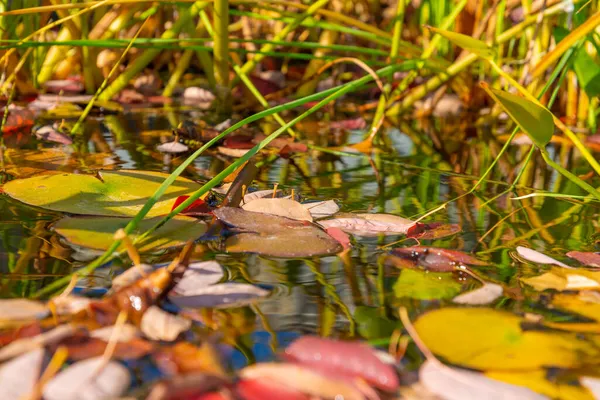 Nehirde sonbahar renkleri