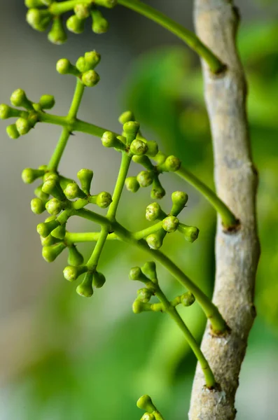 Ciruela Java Joven Syzygium Comino Rama Árbol Con Frutos Jóvenes —  Fotos de Stock