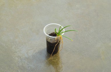 Plastik kaplarda filizler. Yerin üstünde plastik kaplarda genç soğan bitkileri.