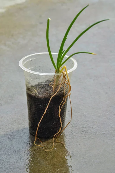 Plastik kaplarda filizler. Yerin üstünde plastik kaplarda genç soğan bitkileri.