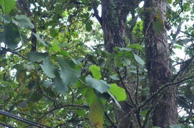 Ormandaki ağaç. Vahşi doğanın ortasında vahşi ağaçlar.
