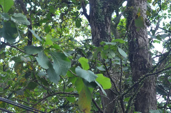 Ormandaki ağaç. Vahşi doğanın ortasında vahşi ağaçlar.