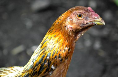 Sarı ve turuncu tüylü bir tavuk. Yerli bir tavuğun kafasının yakın çekimi.