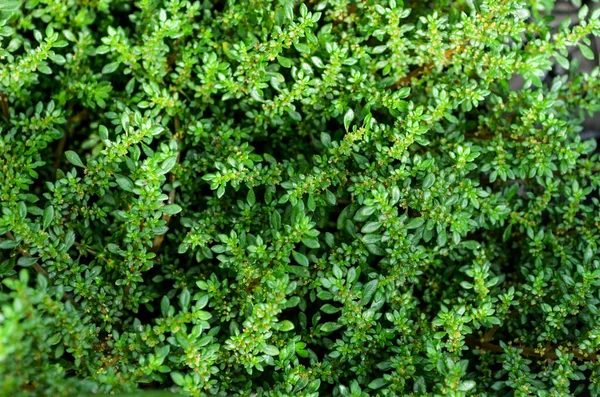 緑の葉の背景 葉の質感や野生植物 — ストック写真