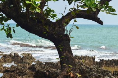 Sahildeki büyük bir ağacın arkasında mavi bir deniz var.