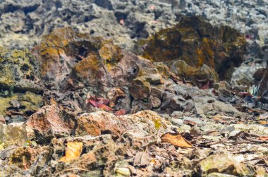 Kıyı kaya yüzeyi dokusu. sarımsı gri mercan arkaplanı