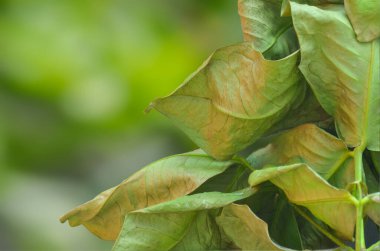 Yaprakların bulanık arka planında solmuş ve buruşmuş yeşil yapraklar. guava yapraklarının yakın çekimi