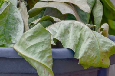 Siyah plastik bir tencerede kurumuş ve solmuş yapraklar. guava yaprakları soluk yeşildir. organik atık düşüyor