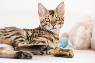 Genç Bengal kedisi oynuyor, beyaz arkaplan
