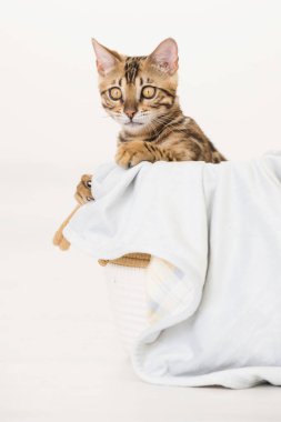 Sepette genç Bengal kedisi, beyaz arka plan