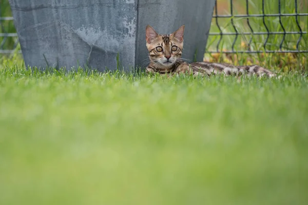 Young bengal cat on green grass