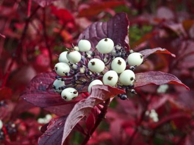 Kırmızı yapraklı bir dalın üzerinde kırmızı odun (Cornus sericea) üzümleri. Peyzaj için bitki..