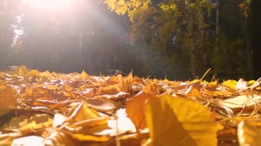 Patenciler sonbahar parkında antrenman yapıyor. Tanınmayan insanlar, yavaş çekim videosu.
