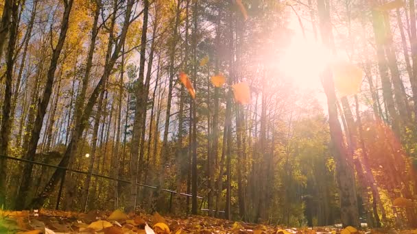 Vídeo Livre Bosque Vidoeiro Sazonal Verão Indiano Queda Folha Luz — Vídeo de Stock