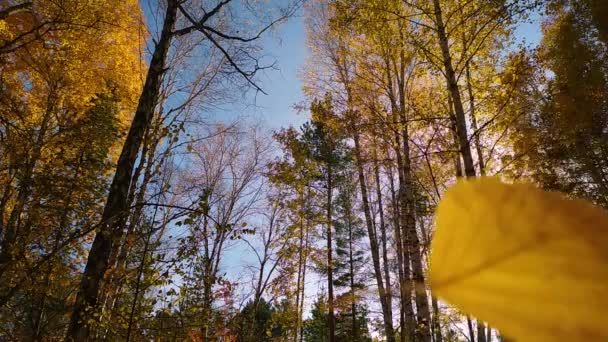 Folha Sazonal Cair Uma Floresta Bétula Folhas Bétula Amarelas Coloridas — Vídeo de Stock
