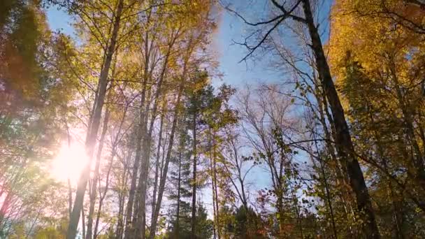 Vídeo Loop Folha Sazonal Cair Uma Floresta Bétula Folhas Bétula — Vídeo de Stock