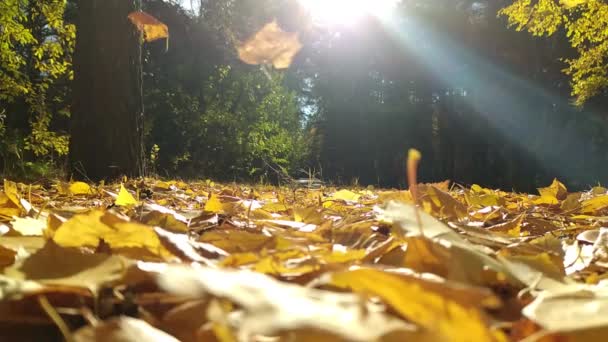 Raios Sol Floresta Vidoeiro Outono Queda Folha Movimento Lento — Vídeo de Stock