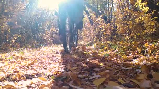 Ein Radfahrer Fährt Herbst Auf Einem Schotterweg Auf Umgestürztem Laub — Stockvideo