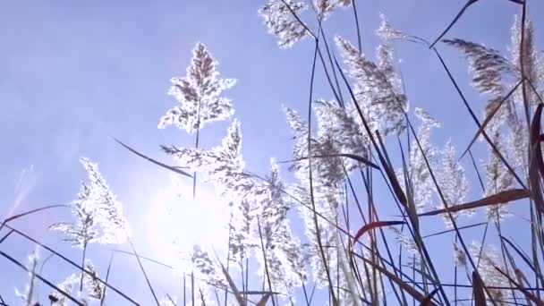 Schilf Arundo Donax Wiegt Sich Wind Sonnenlicht Silbrig Reifer Herbstrausch — Stockvideo