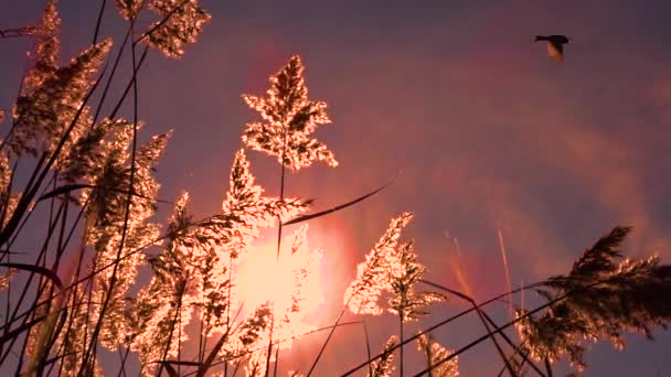 Las Cañas Arundo Donax Balancean Viento Luz Del Sol Atardecer — Vídeos de Stock