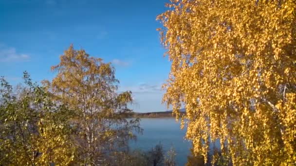 Индийское Лето Вид Озеро Береза Желтой Листвой Ясное Голубое Небо — стоковое видео